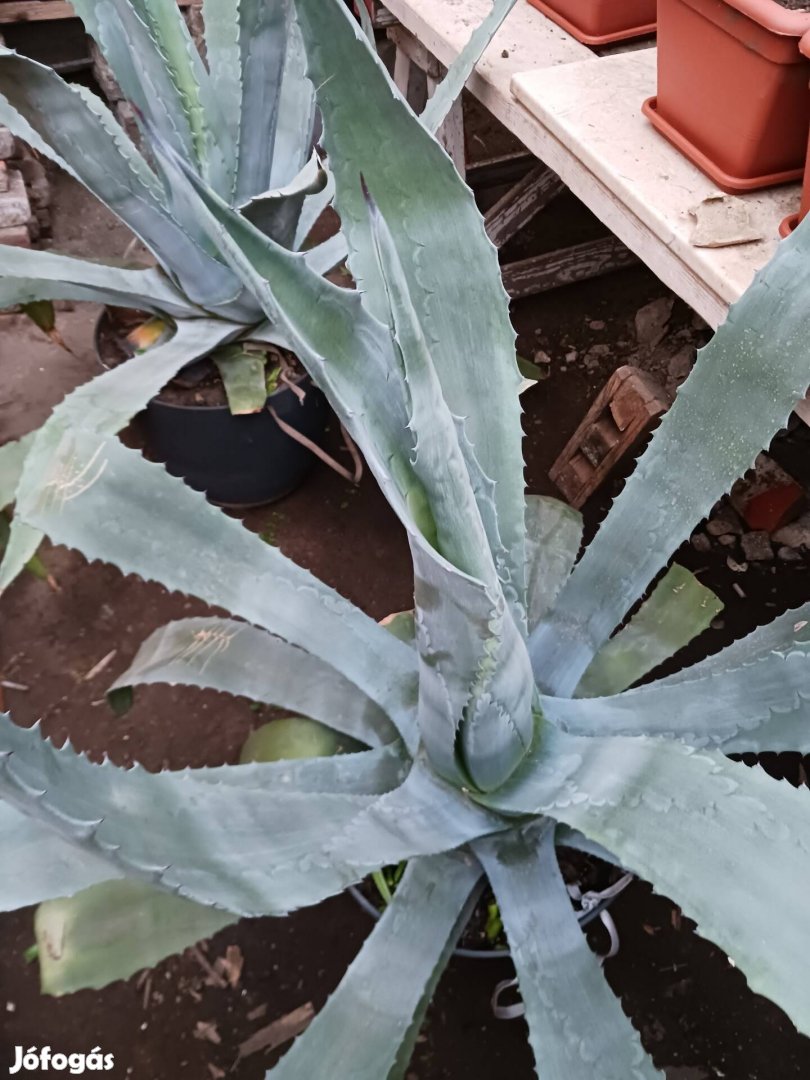 Agave kaktusz 2 db eladó 10000/db