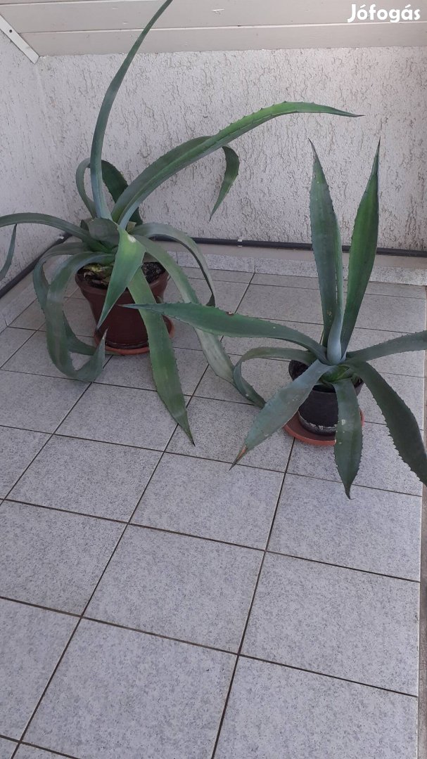 Agave kaktusz 2 db eladó 