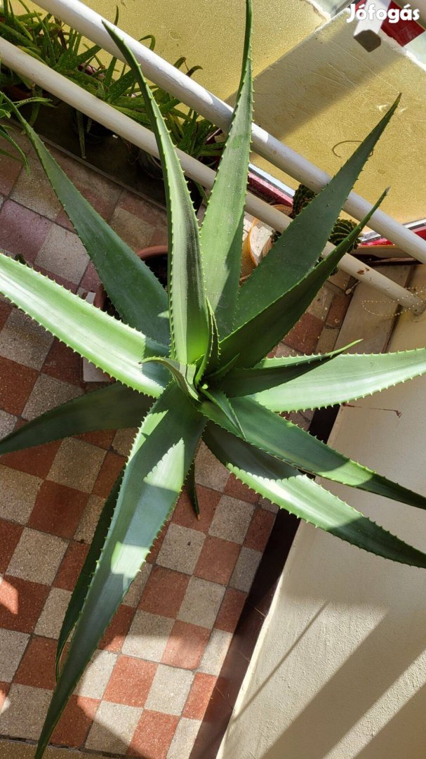 Agave kaktusz