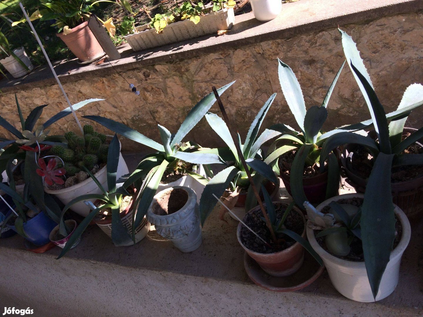 Agave kaktusz