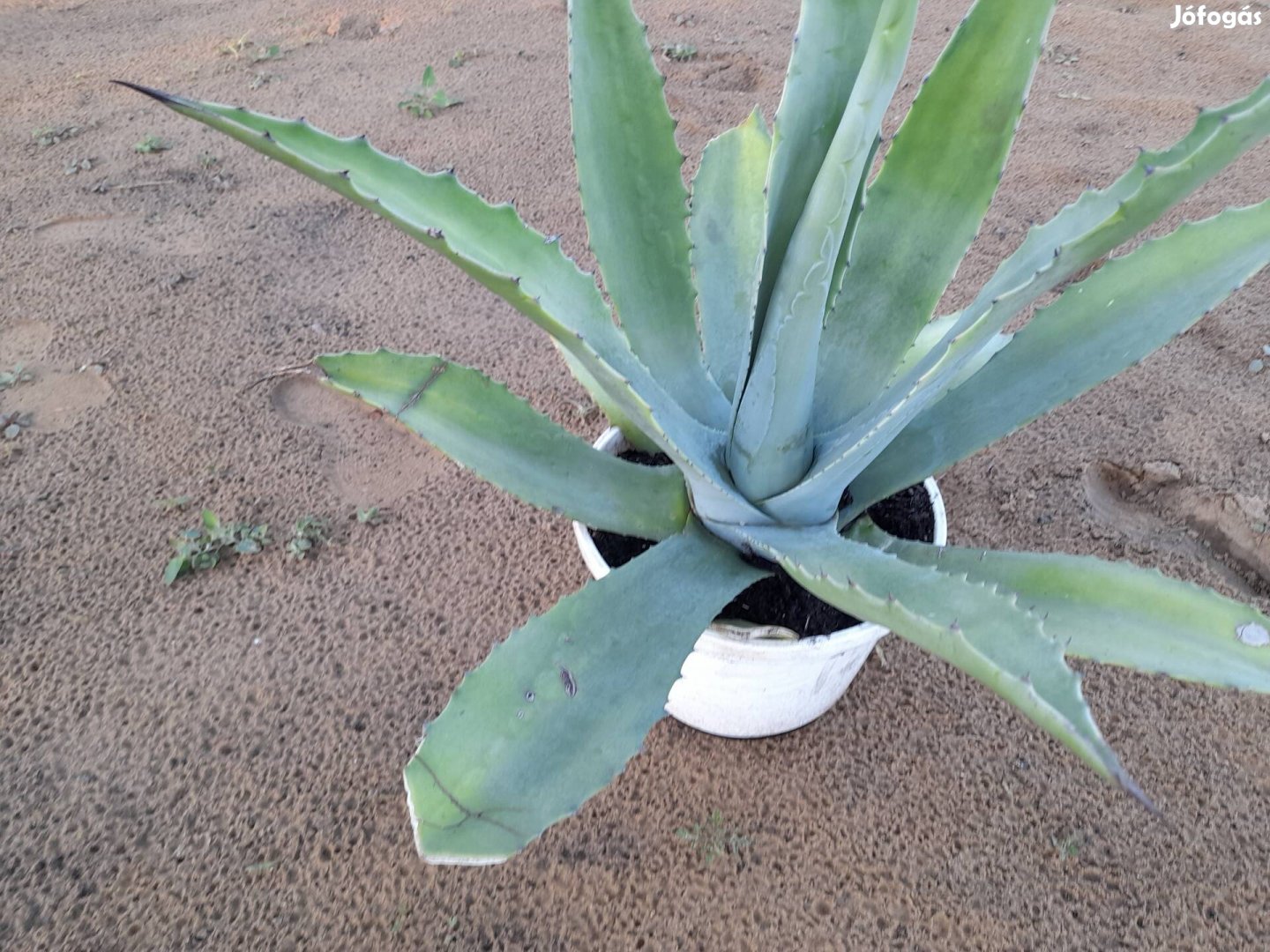 Agavé kaktusz