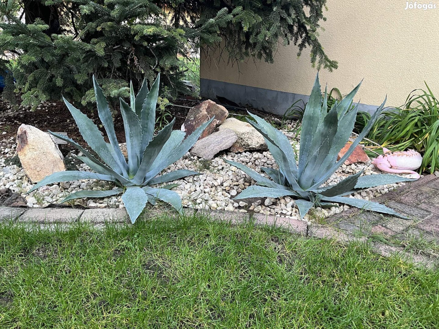 Agave kaktusz 70 cm magas 2 db eladó