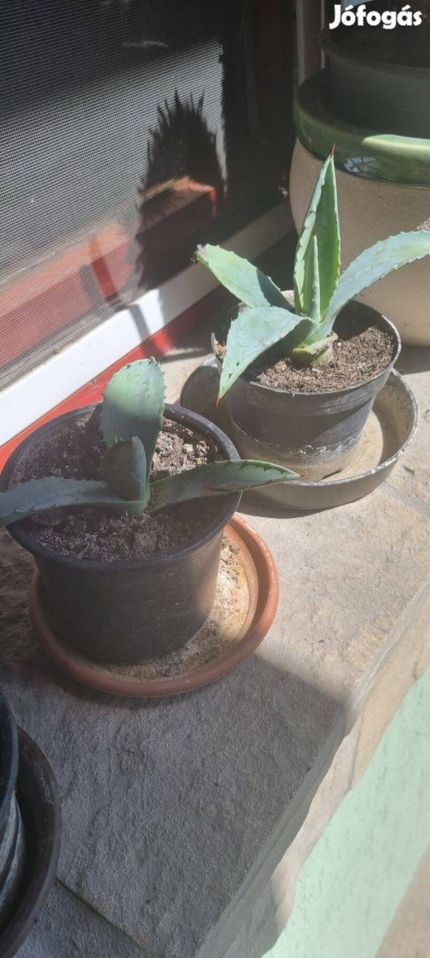Agave kaktusz