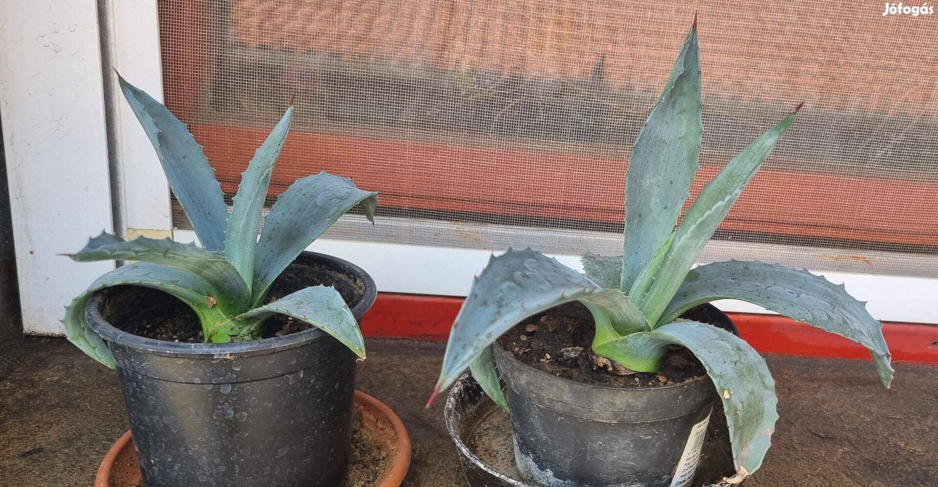 Agave kaktusz, 2 éves