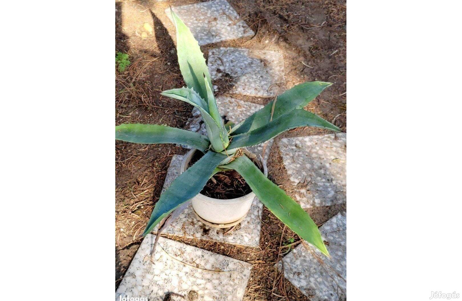 Agave kaktusz, agave növény többféle méretben