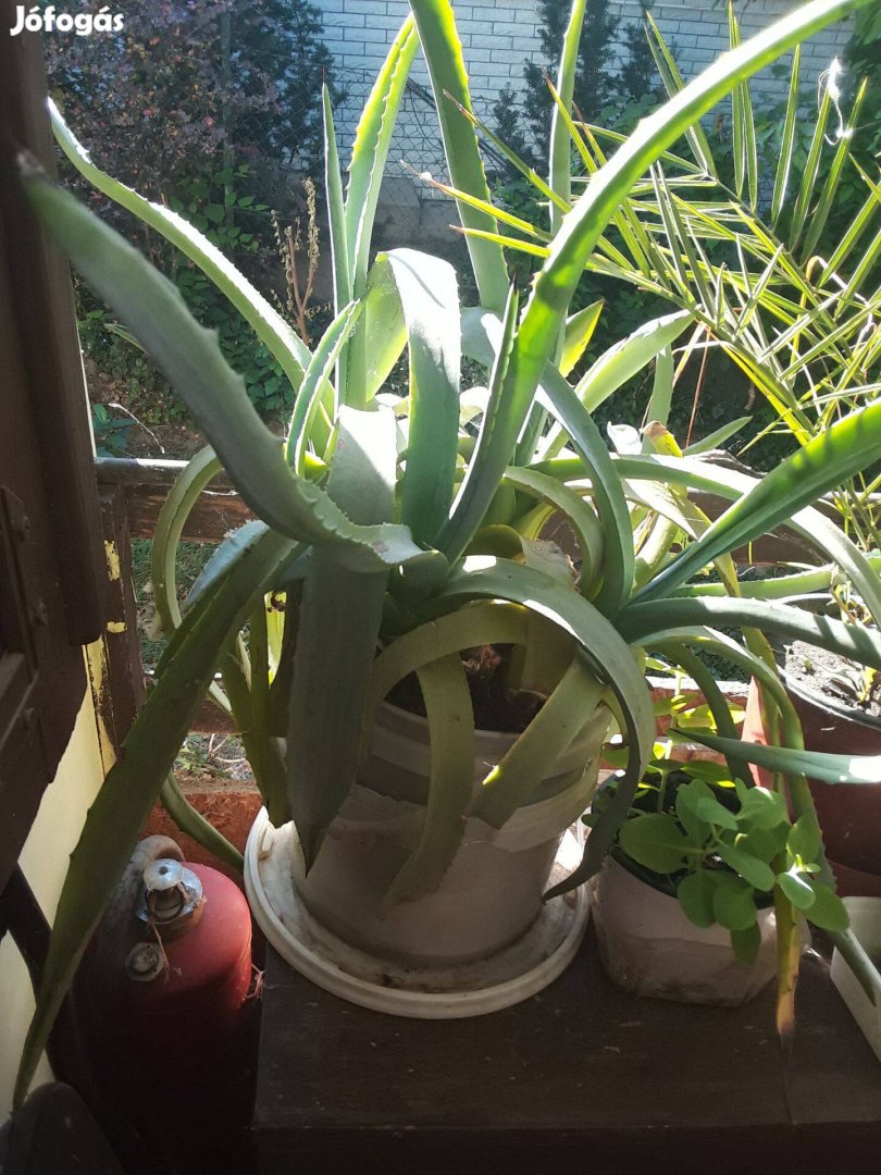 Agave kaktusz eladó