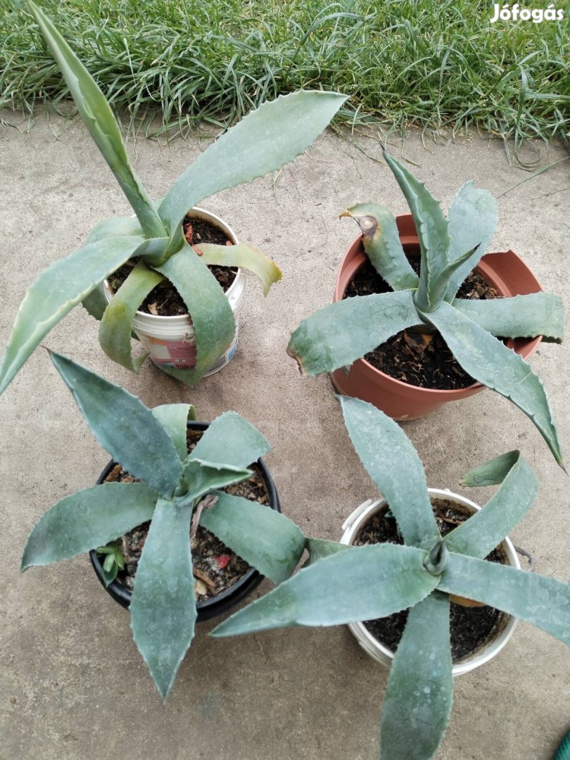 Agave kaktusz eladó 