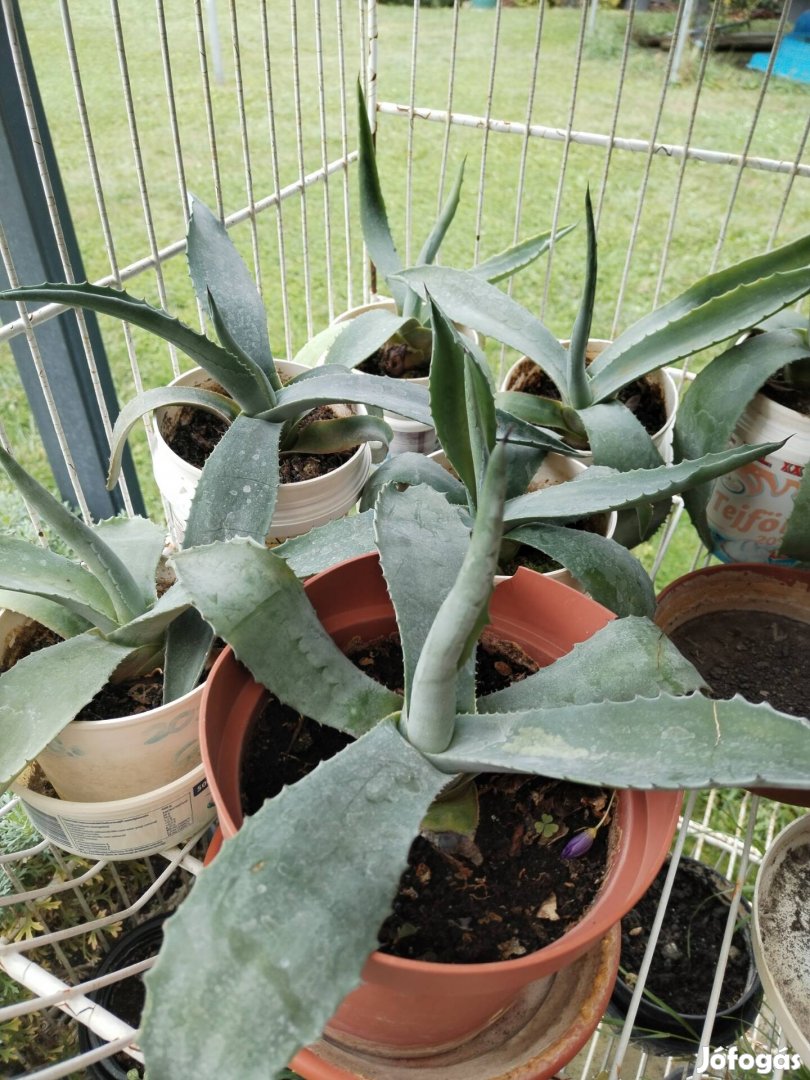 Agave kaktusz eladó 