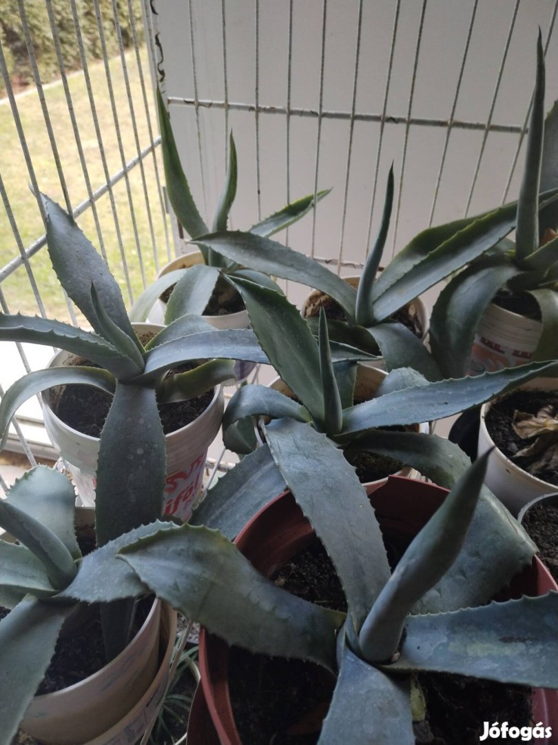 Agave kaktusz eladó 