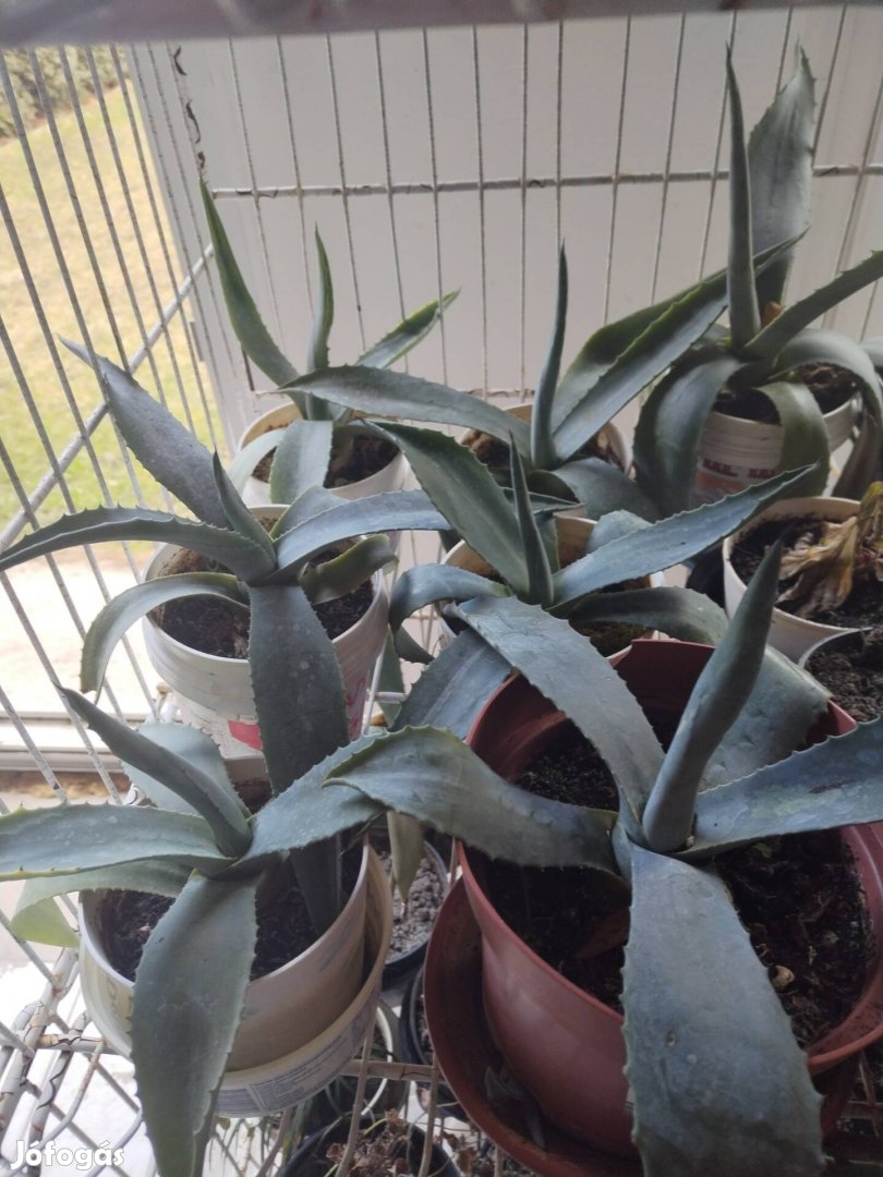 Agave kaktusz eladó 