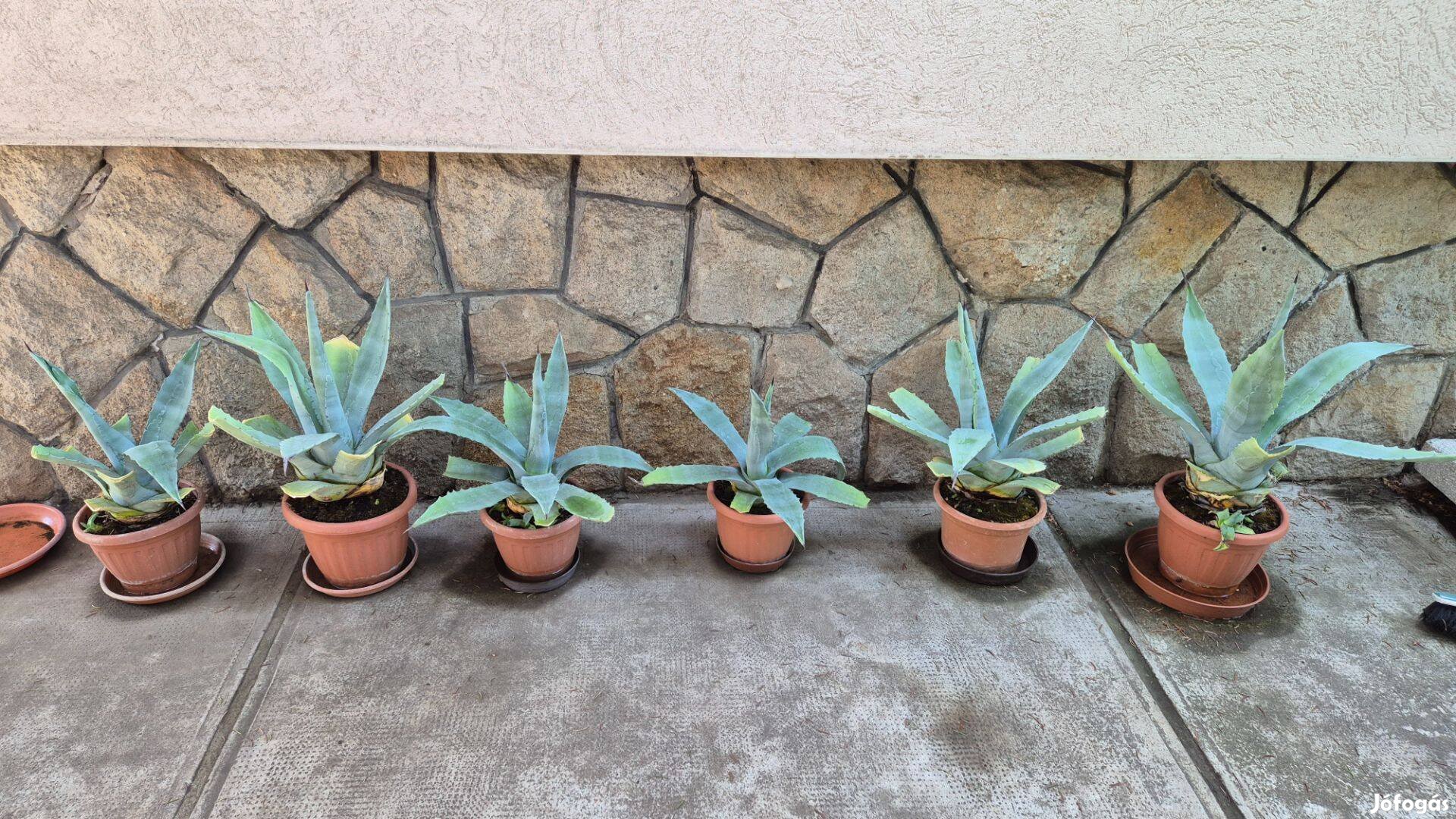 Agave kaktusz eladó - Bp. 17 kerület