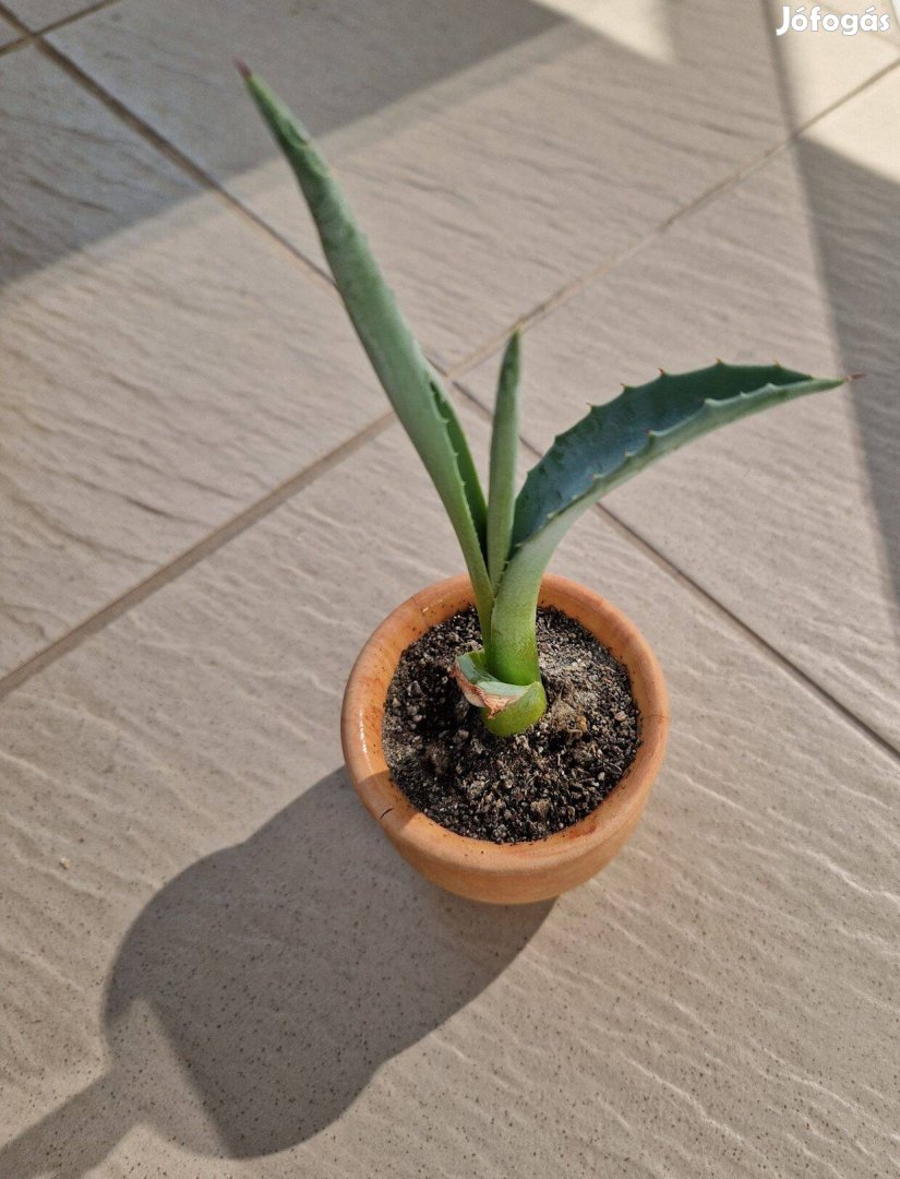 Agave kaktusz kaspóban