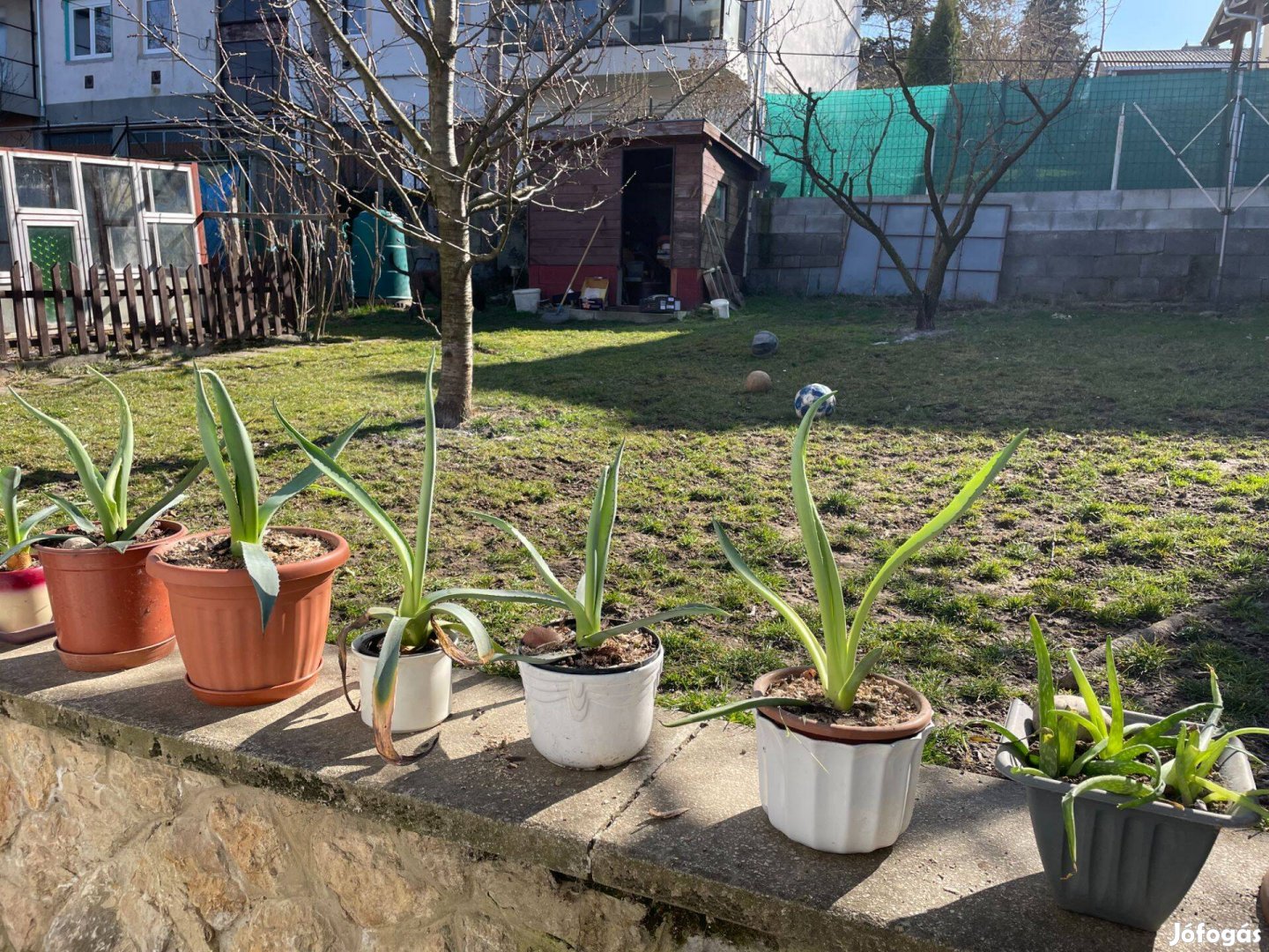 Agave kaktusz kertbe