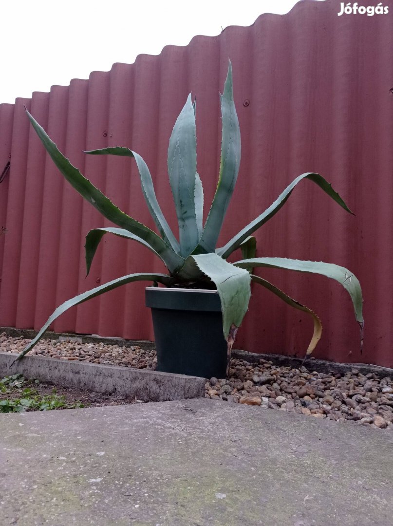 Agave kaktuszok 100-120 cm nagyok !