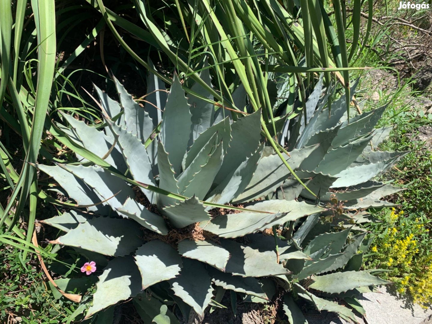 Agave megalacantha