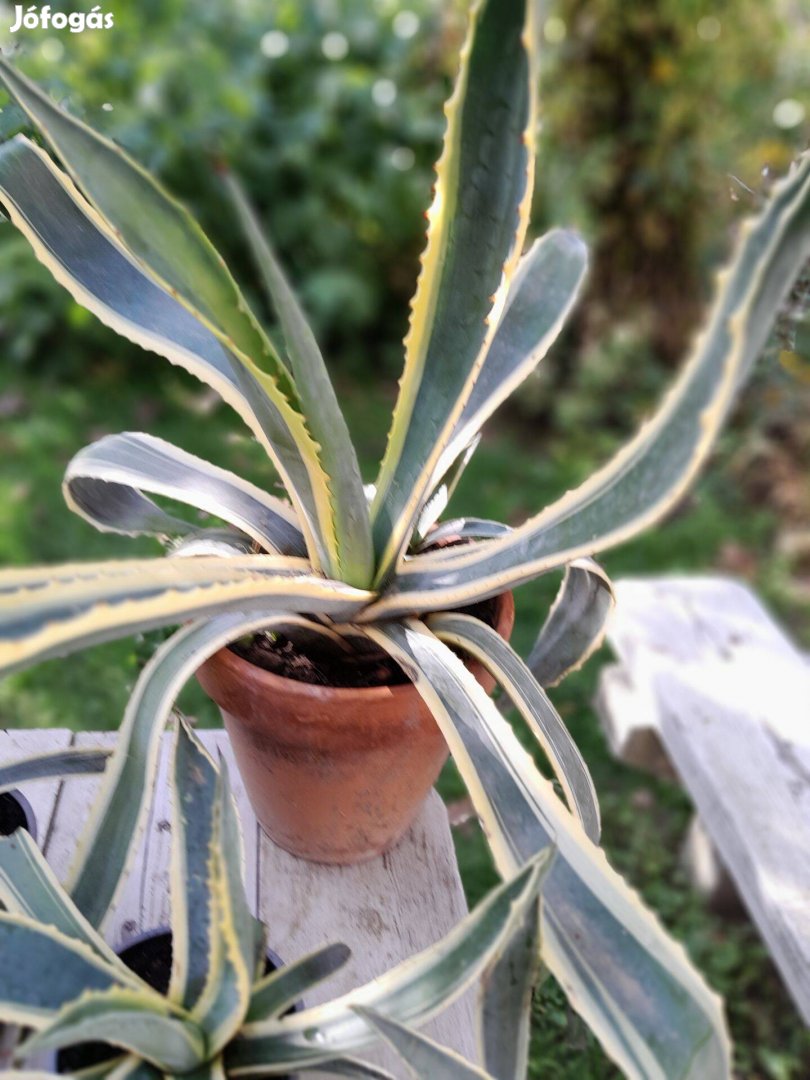 Agave növény