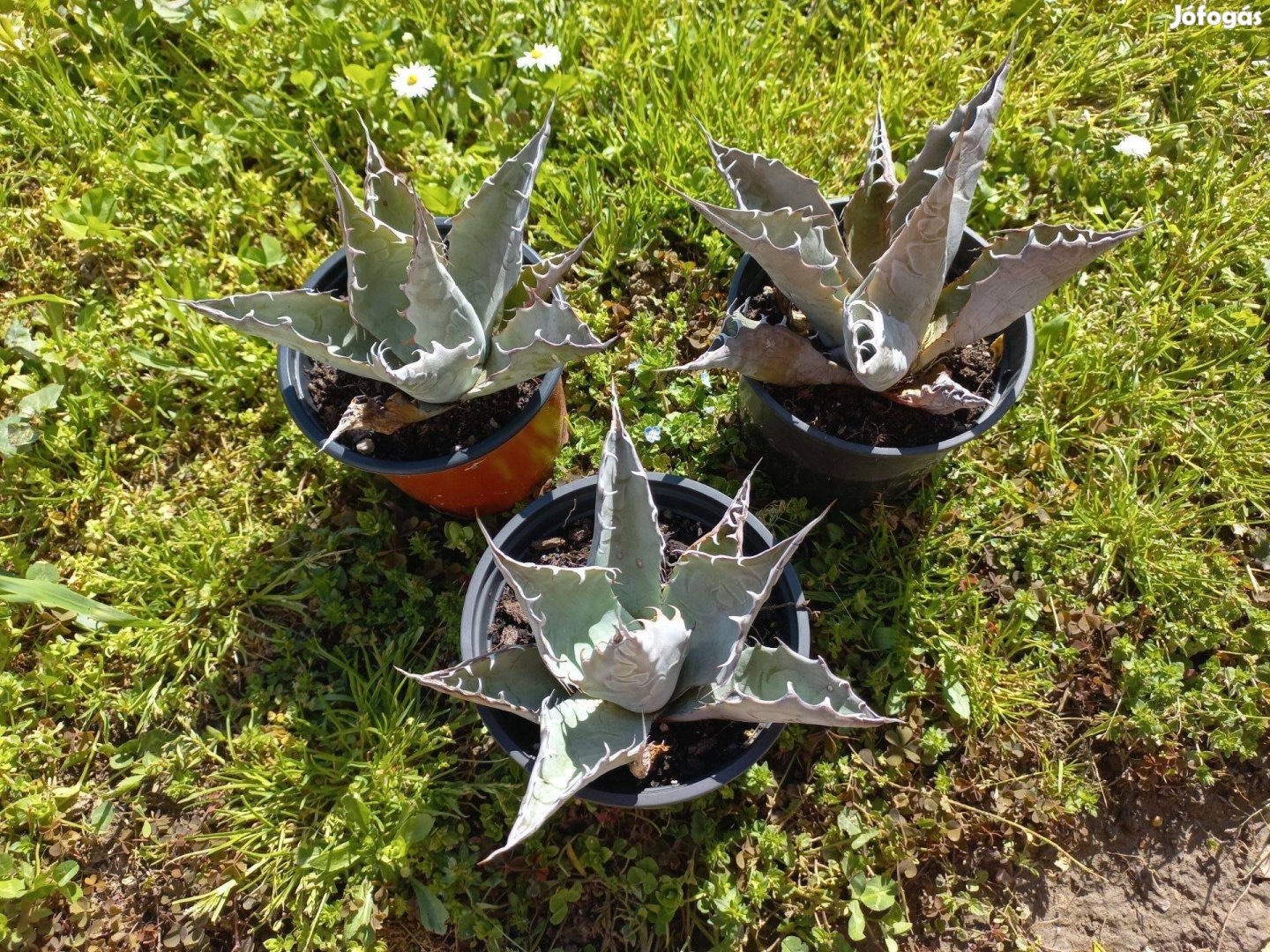 Agave parrasana eladó ( 13 cm átmérő)