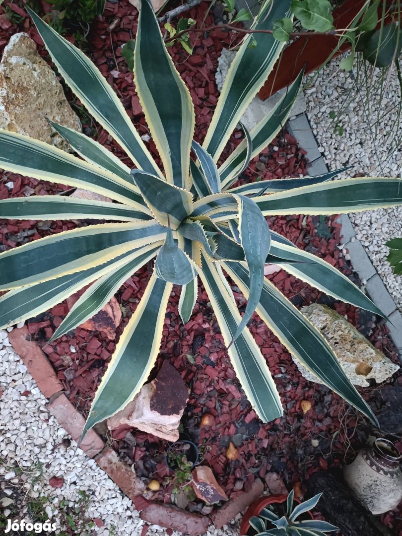 Agave sziklakerti növény