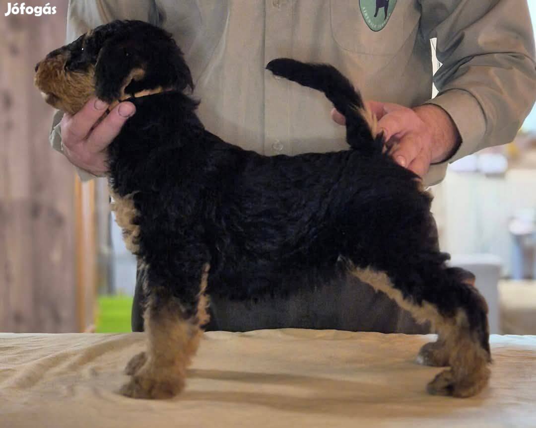 Airedale terrier kiskutya / kölyök