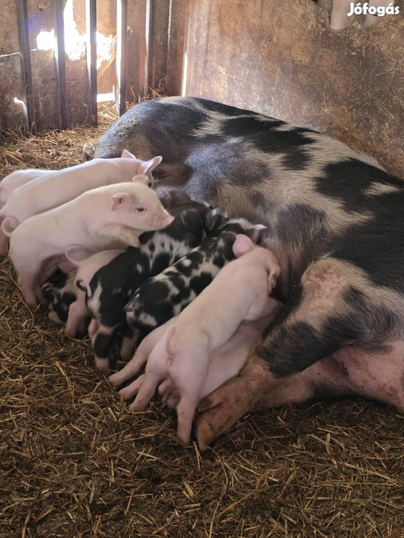 Akció Eladó -Cserélhetök Kocák.Malacaival