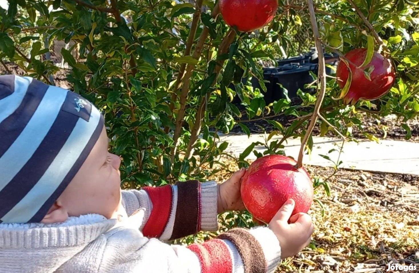 Akció gránátalma, Hayward kivi, Novita, Genolia babérmeggy. Pekándió