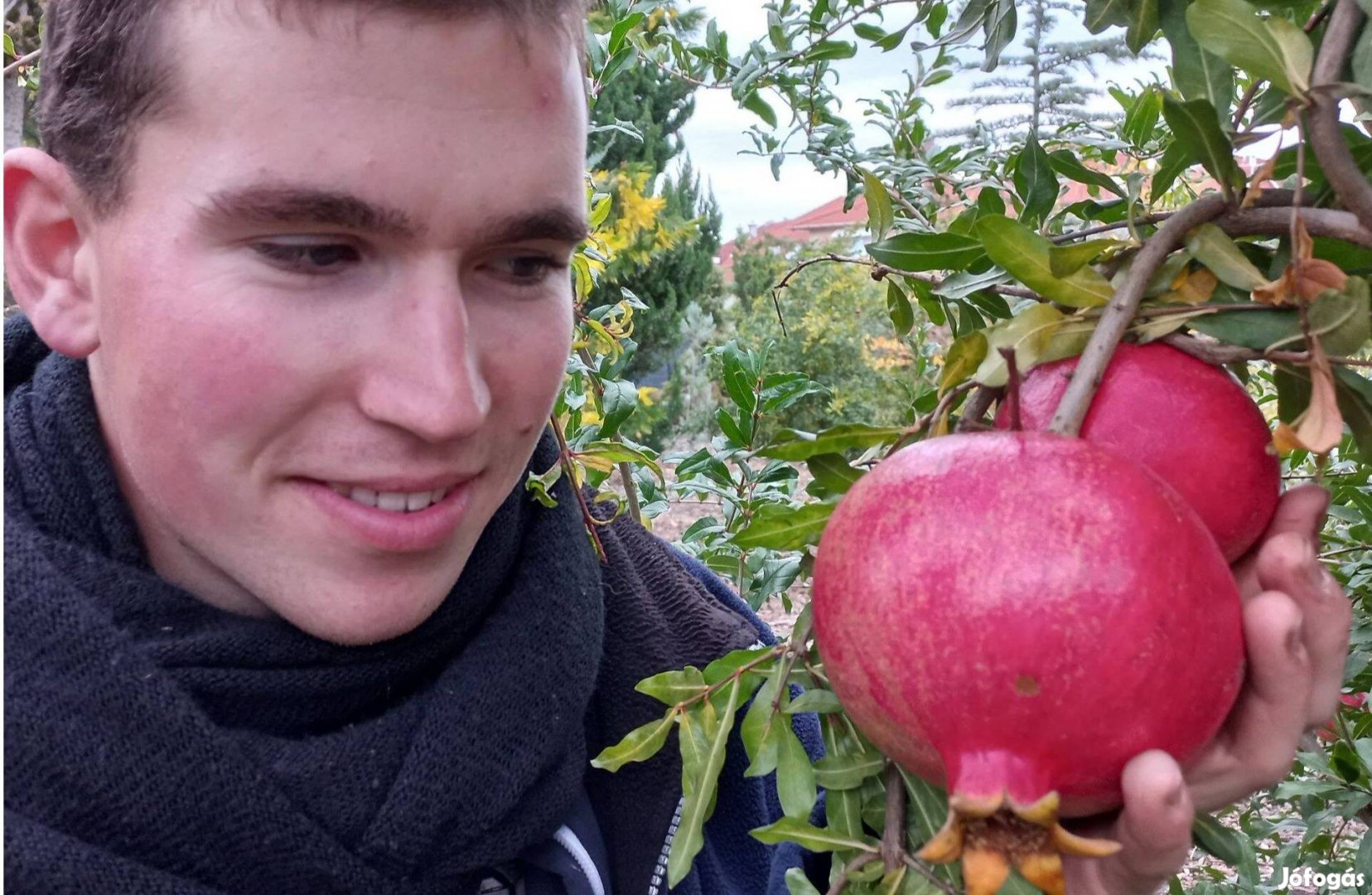 Akciós gránátalma, kivi, Genolia, Novita babérmeggy. Pekándió csem