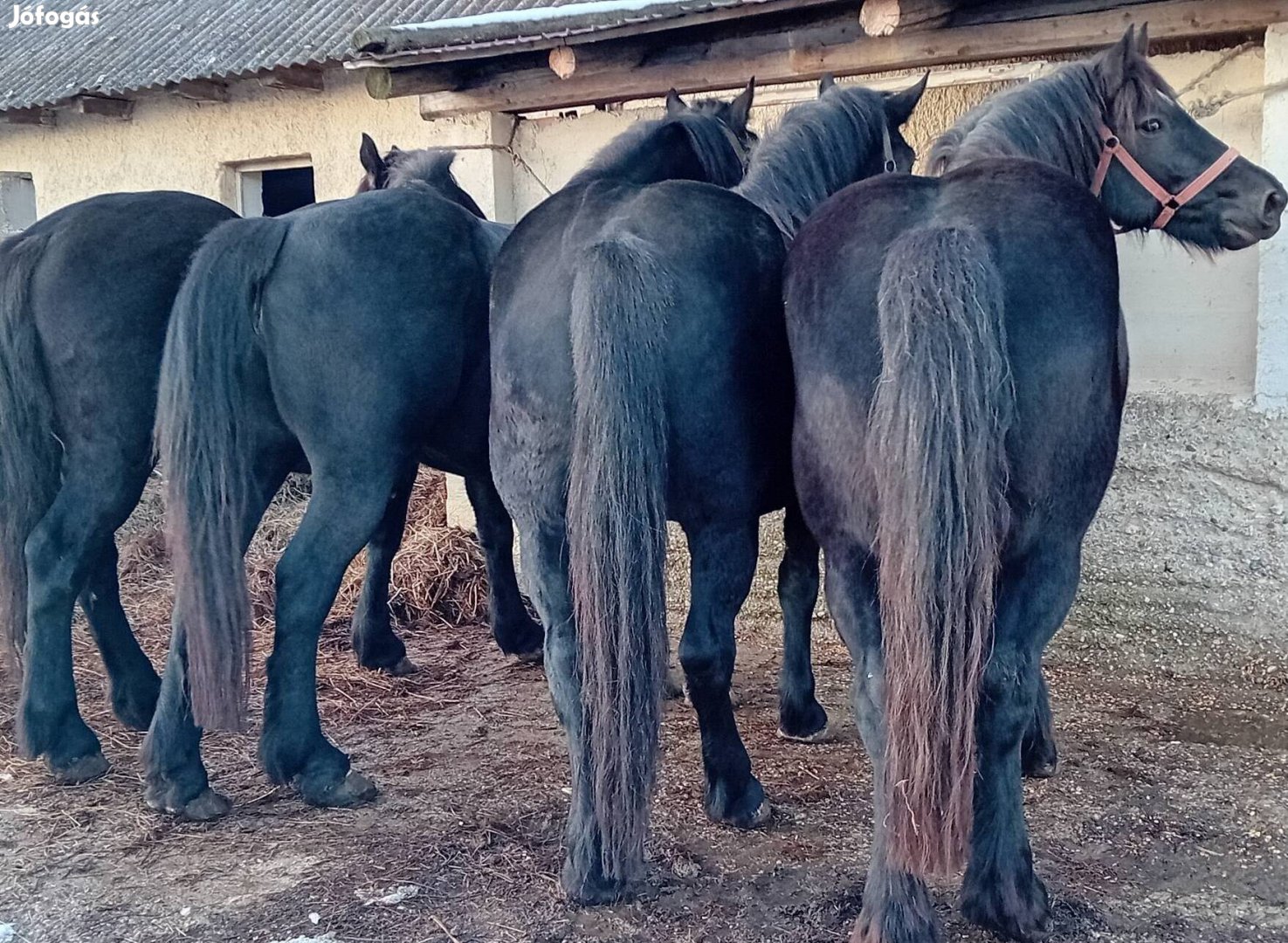 Akciós vemhes fiatal kancák!!!