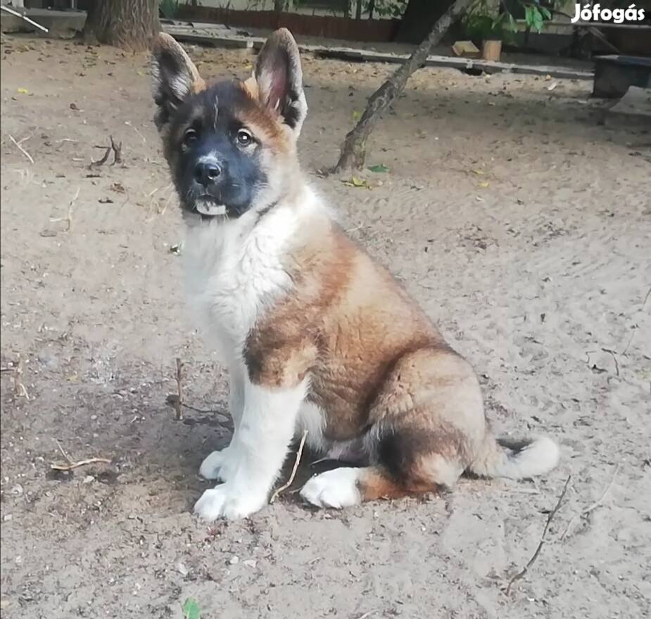 Akita fajtatiszta jellegű kan kölyök ingyen