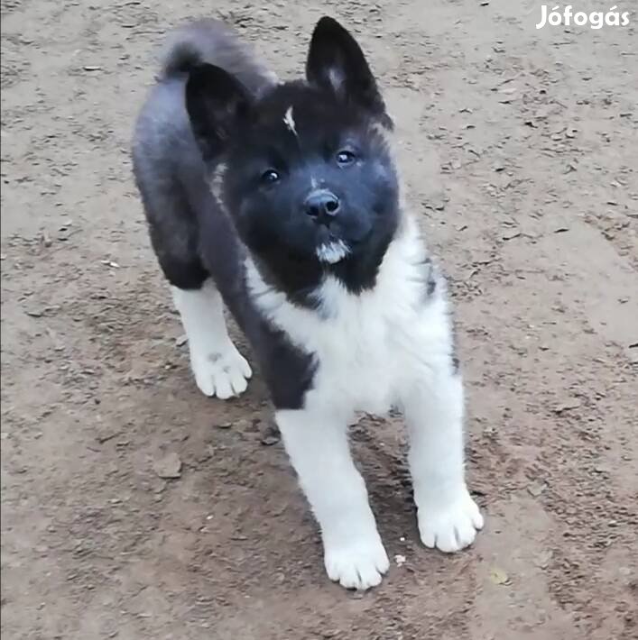 Akita fajtatiszta jellegű lányok ingyenesen elviehtők