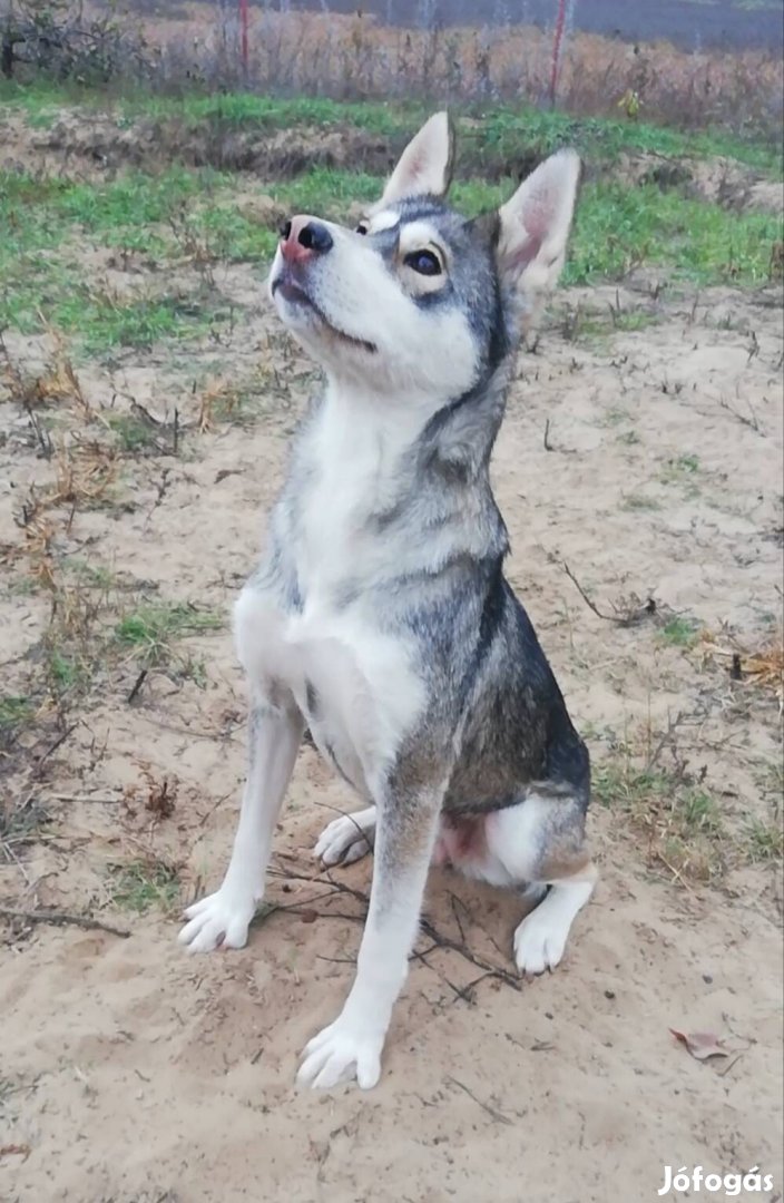 Akita husky keverék fajtajellegű 1,5 éves kutyus ingyen elvihető