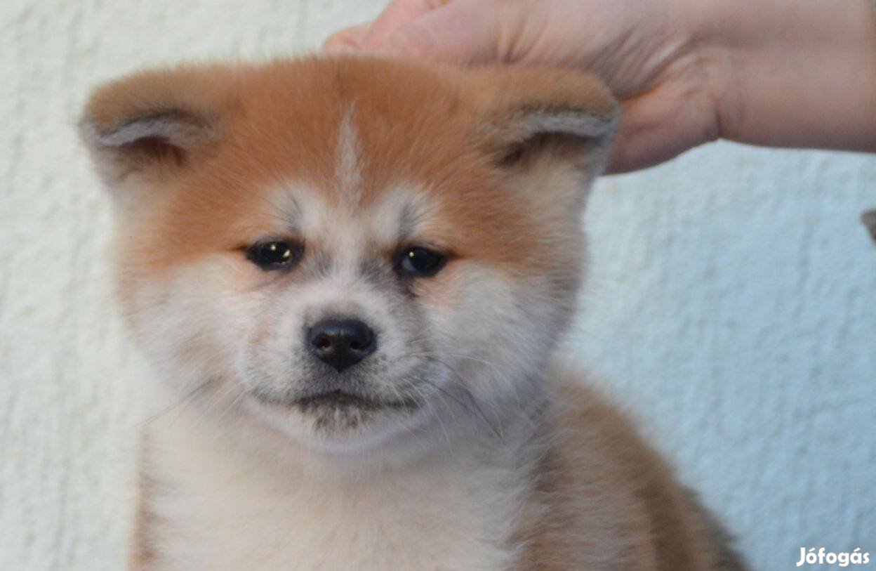 Akita inu előjegyezhető