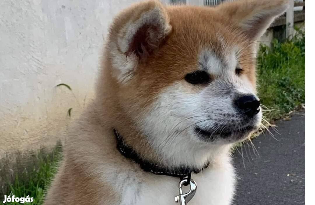 Akita inu kan kiskutya