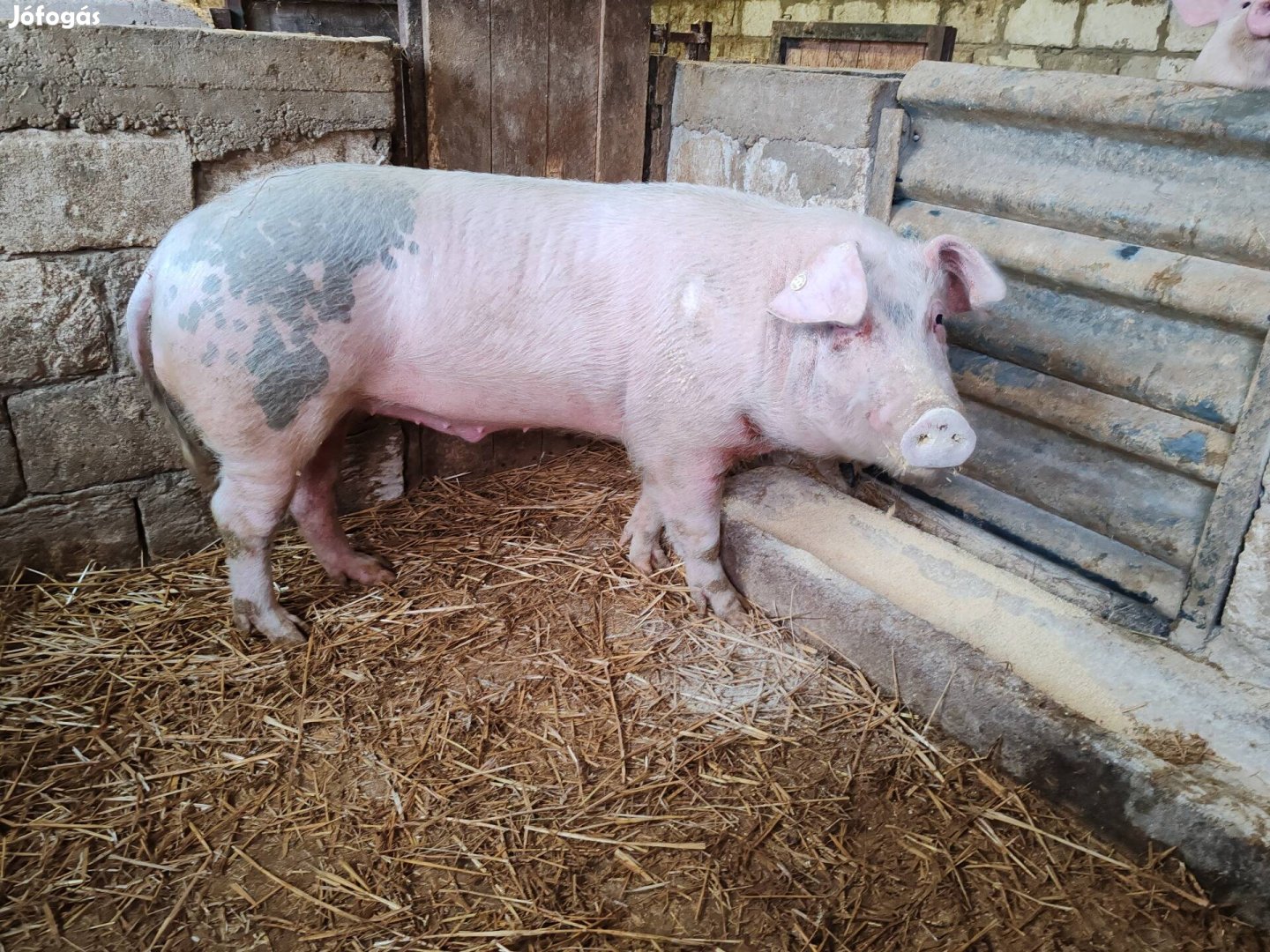 Aktiv kan gazdát cserelne. 