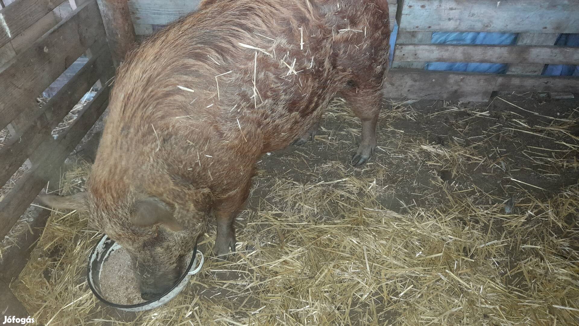 Aktív kan új helyen túrna, bárányokkal helyet cserélne