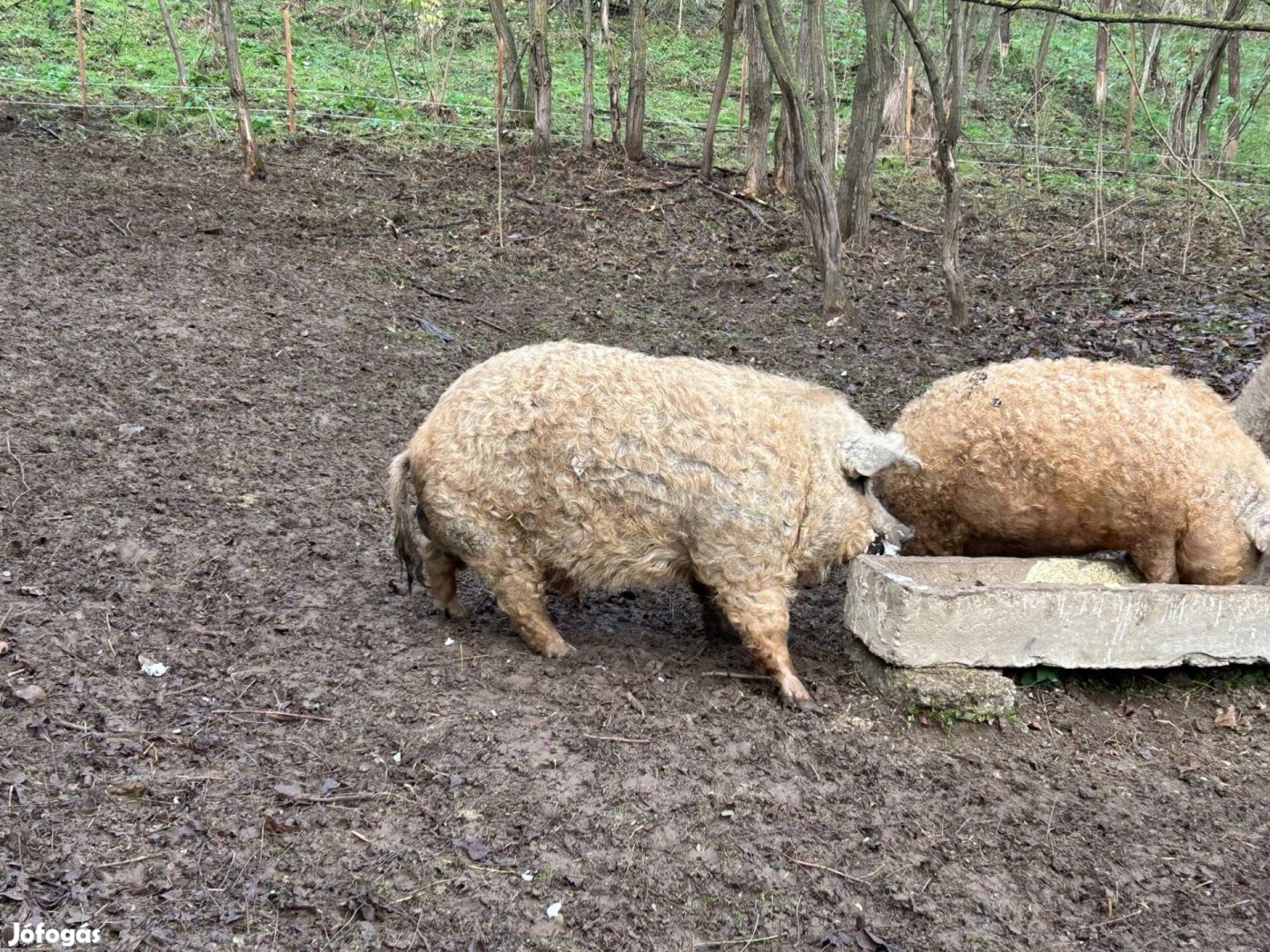 Aktív mangalica kan