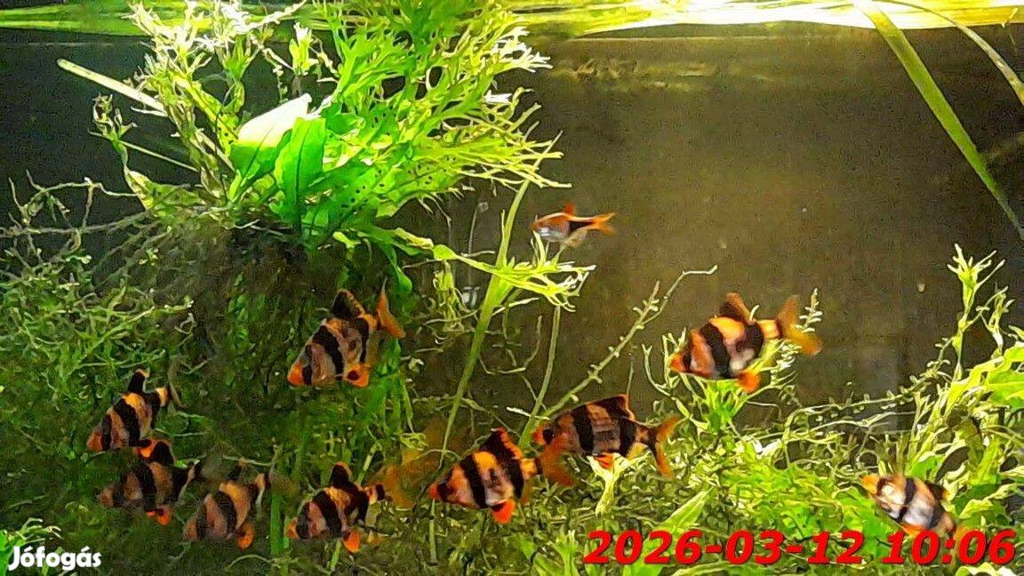 Akvárium 105-l-es berendezve eladó!