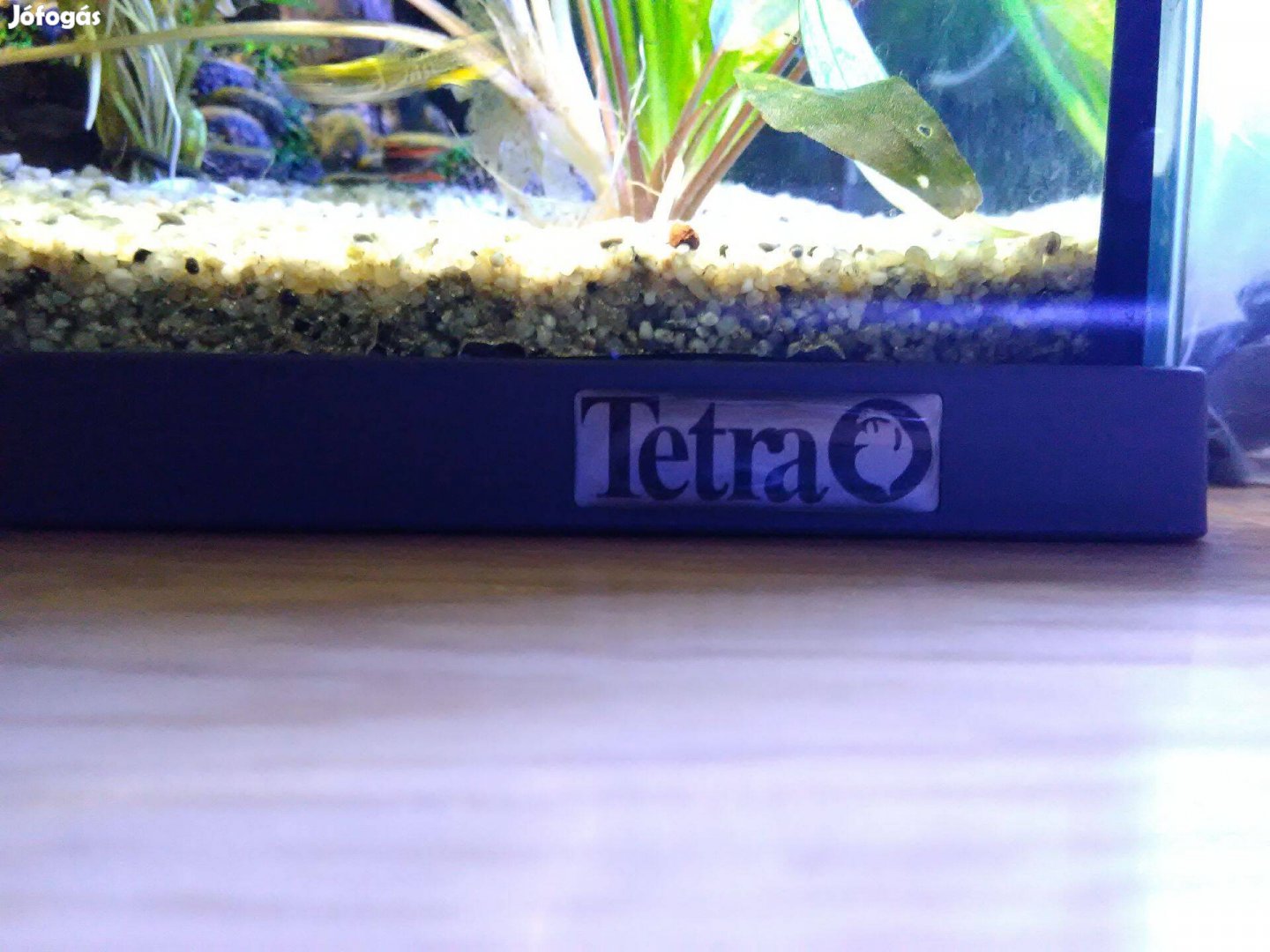 Akvárium Tetra