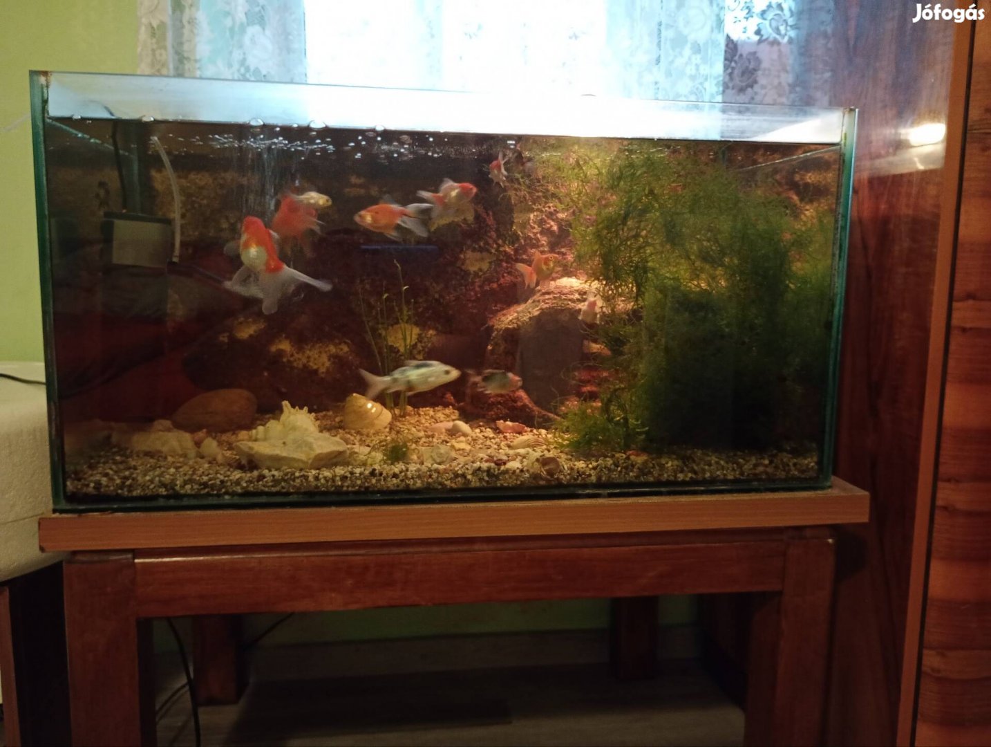 Akvárium halakkal 