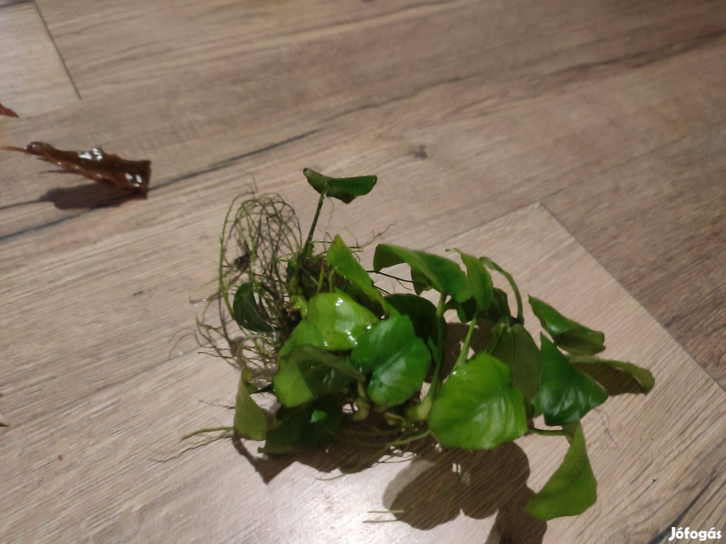 Akvárium növény (Cryptocoryne Wendtii + anubias)