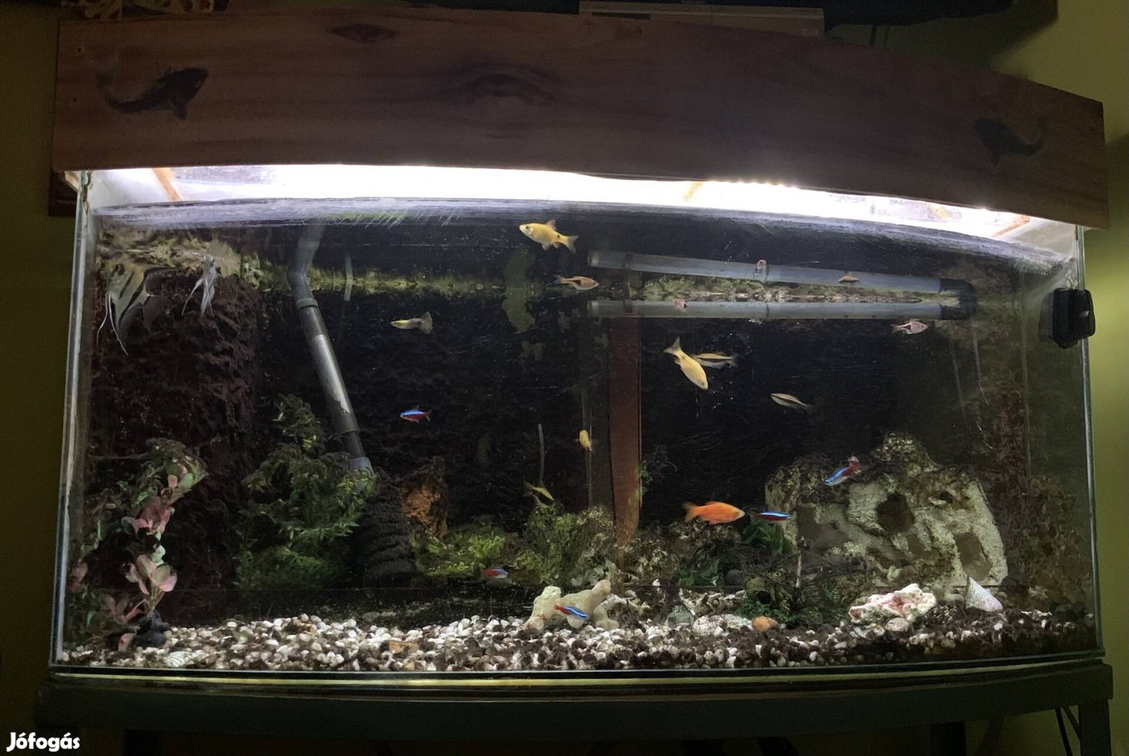 Akvárium teljes felszereléssel eladó(halakkal együtt)