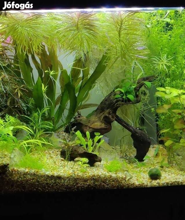 Akváriumi növénycsomag, 6 féle vízinövényből