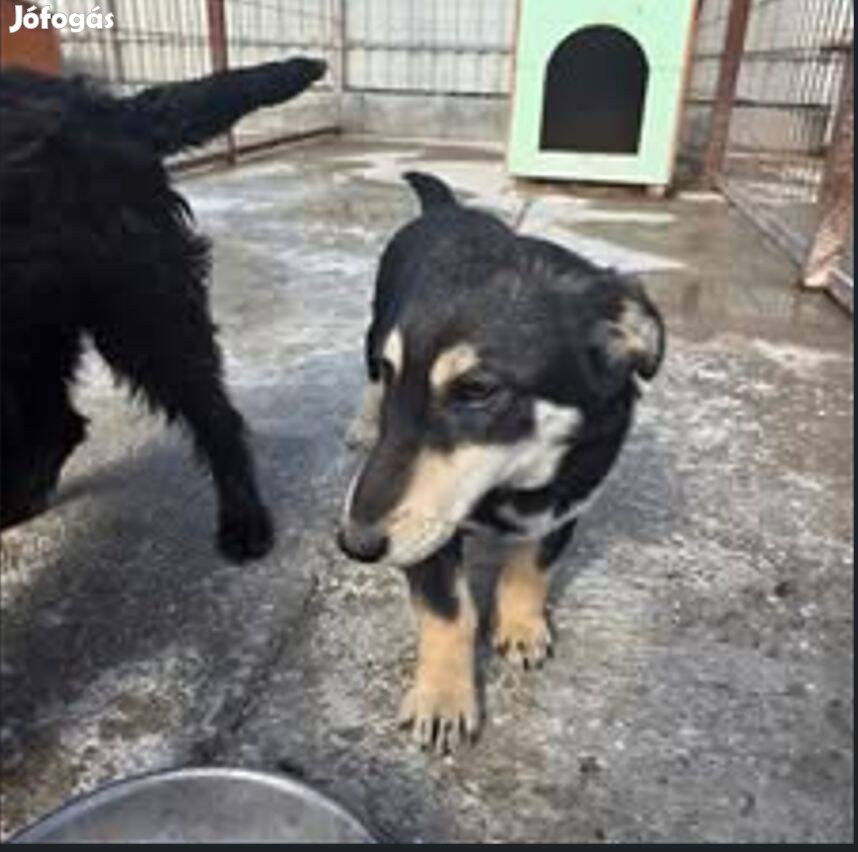 Alex, 6 hónapos kutyafiú örökbe fogadható