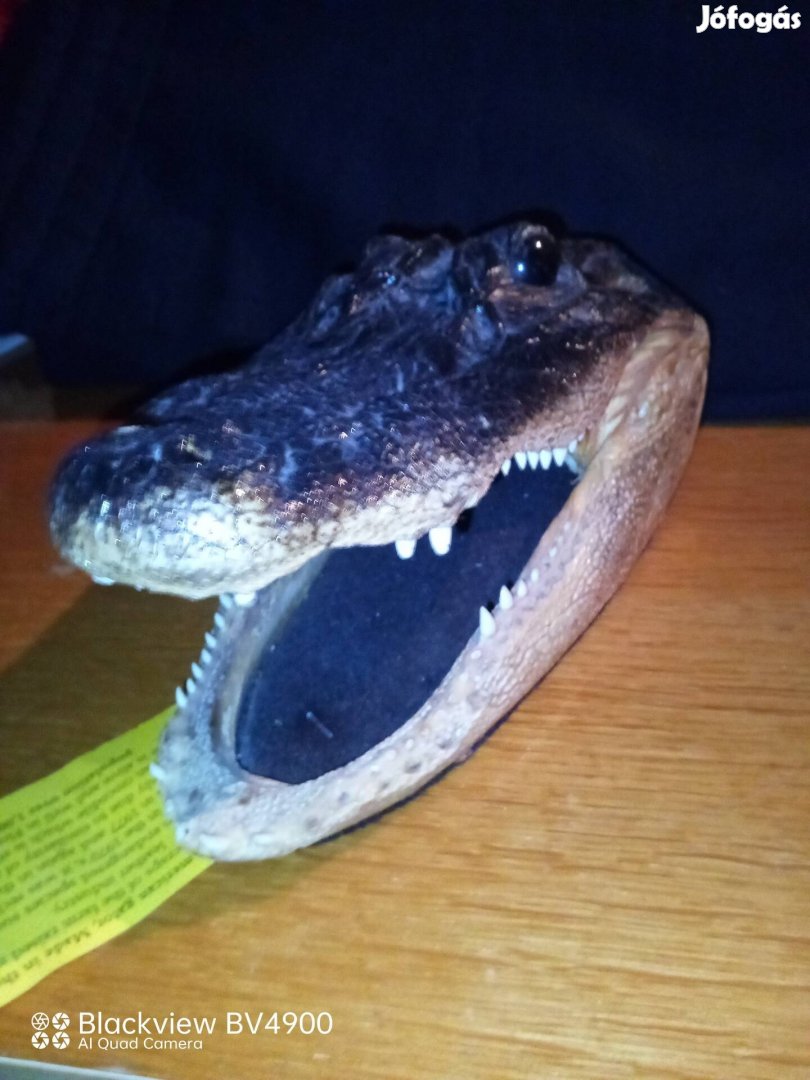 Aligátor fej preparátum trófea