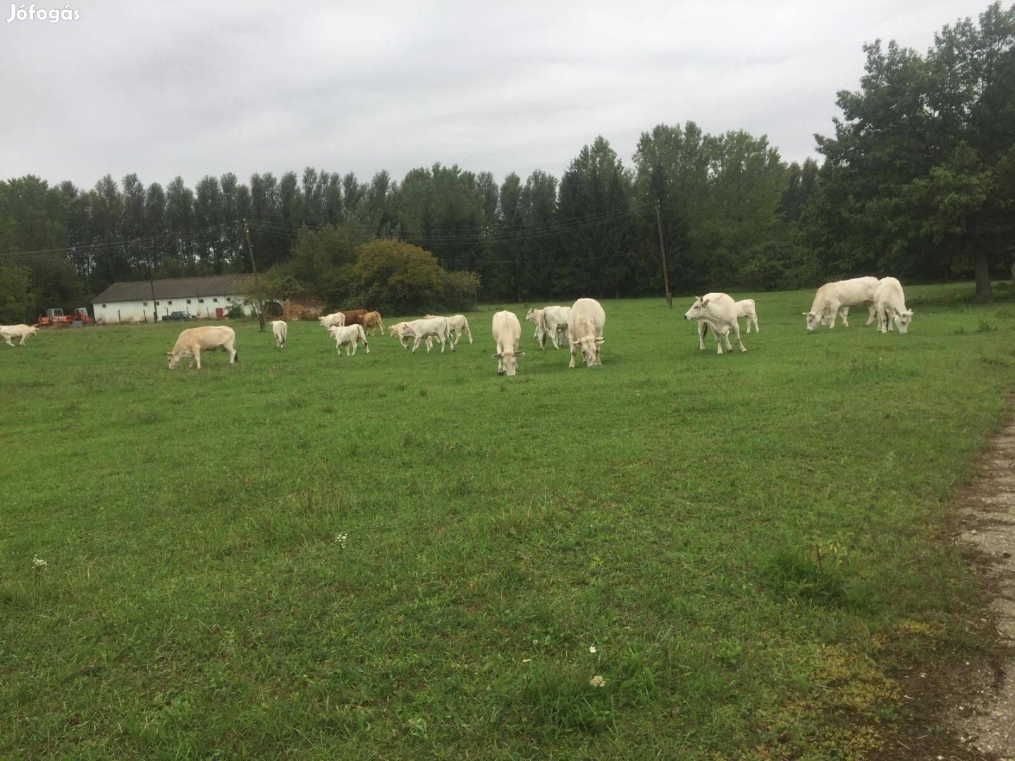 Állattartó telep eladó