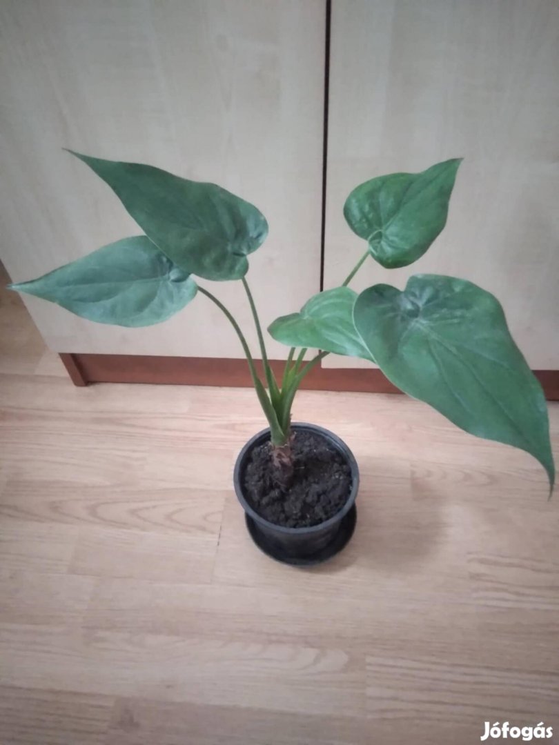 Alocasia Cucullata 