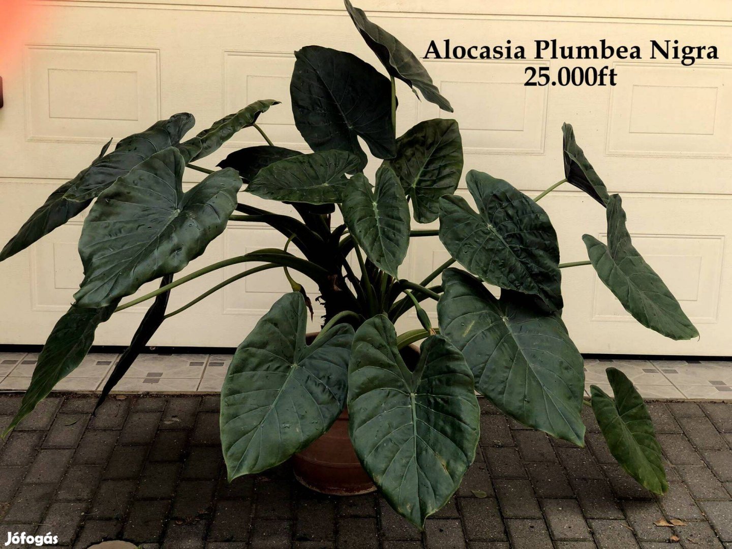 Alocasia Plumbea Nigra
