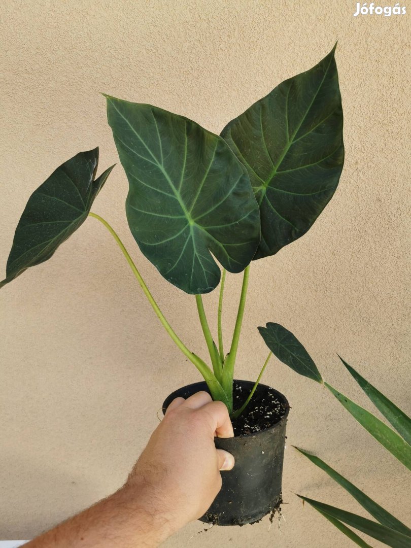 Alocasia Regal Shield 