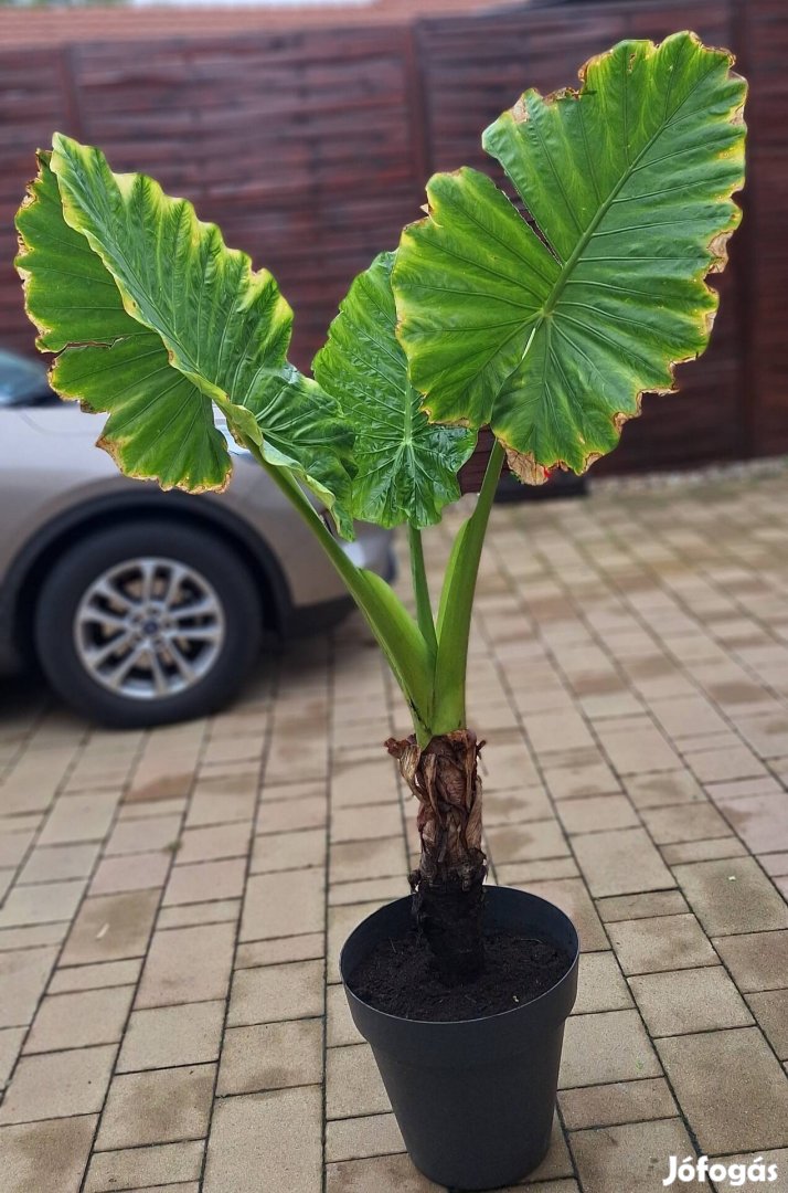 Alocasia eladó