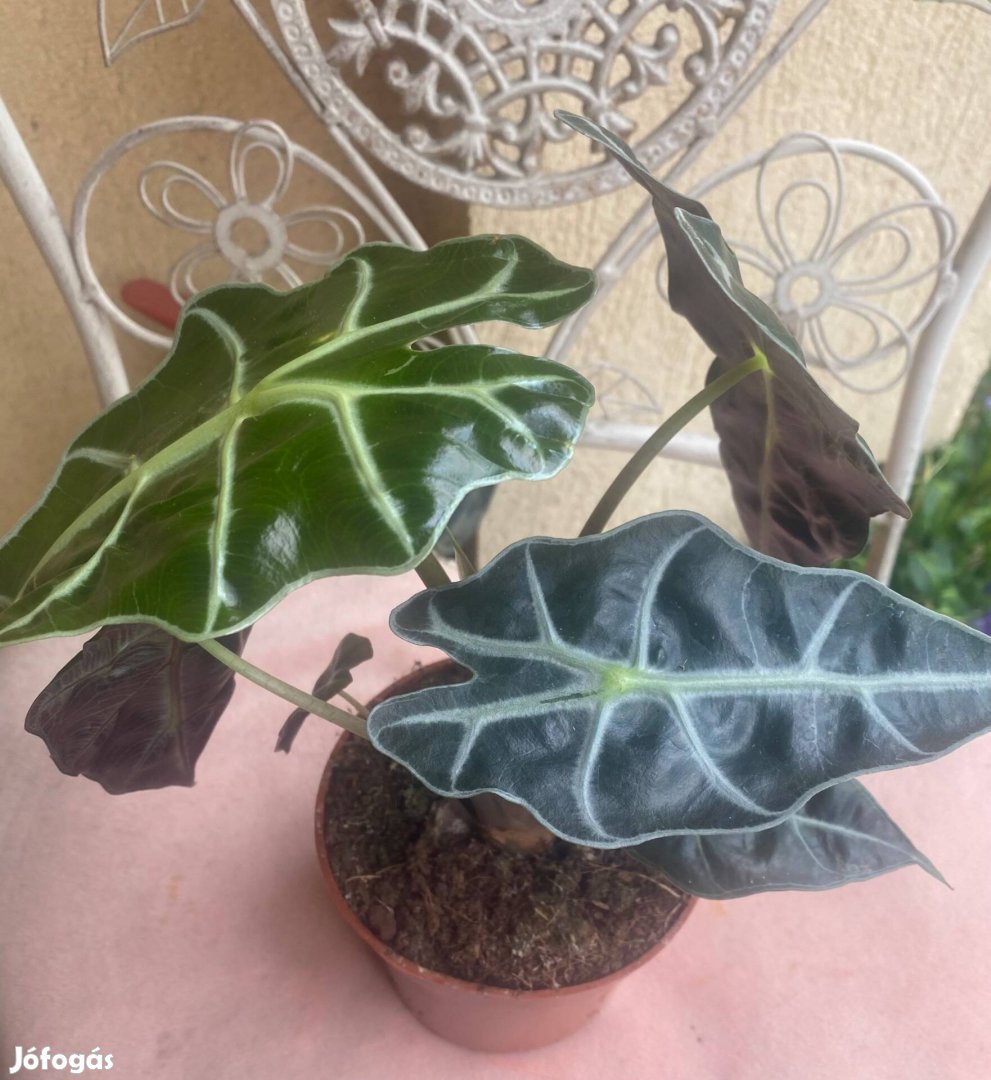 Alocasia polly