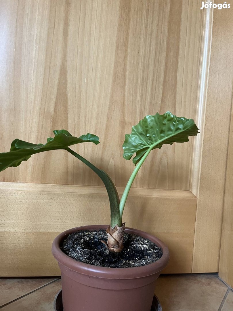 Alocasia portodora / Elefántfül